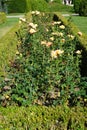 Hybrid tea rose, Rosa \'Henrietta\', blooms with yellow to red flowers in July in the park. Berlin, Germany