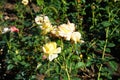 Hybrid tea rose, Rosa \'Henrietta\', blooms with yellow to red flowers in July in the park. Berlin, Germany