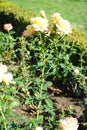 Hybrid tea rose, Rosa \'Henrietta\', blooms with yellow to red flowers in July in the park. Berlin, Germany