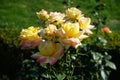 Hybrid tea rose, Rosa \'Henrietta\', blooms with yellow to red flowers in July in the park. Berlin, Germany