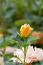 Hybrid tea Rose Rosa Isnât She Beautiful, budding creamy-orange flower Royalty Free Stock Photo