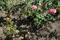 Hybrid tea rose, Rosa \'Mondiale\', blooms with subtle salmon pink flowers in July in the park. Berlin, Germany Royalty Free Stock Photo