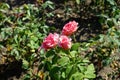 Hybrid tea rose, Rosa \'Mondiale\', blooms with subtle salmon pink flowers in July in the park. Berlin, Germany Royalty Free Stock Photo