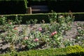 Hybrid tea rose, Rosa \'Mondiale\', blooms with subtle salmon pink flowers in July in the park. Berlin, Germany Royalty Free Stock Photo