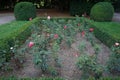 Hybrid tea rose, Rosa \'Neue Revue\', blooms with yellowish white inside, with a scarlet border flowers in July