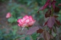 Hybrid tea rose, Rosa \'Neue Revue\', blooms with yellowish white inside, with a scarlet border flowers in July