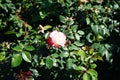 Hybrid tea rose, Rosa \'Nostalgie\', blooms with creamy white with a cherry red edge flowers in July in the park.