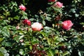 Hybrid tea rose, Rosa \'Nostalgie\', blooms with creamy white with a cherry red edge flowers in July in the park.