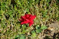 Hybrid tea rose, Rosa \'Papa Meilland\' blooms with dark red flowers in July in the park. Berlin, Germany Royalty Free Stock Photo