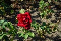 Hybrid tea rose, Rosa \'Papa Meilland\' blooms with dark red flowers in July in the park. Berlin, Germany Royalty Free Stock Photo