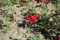 Hybrid tea rose, Rosa \'Papa Meilland\' blooms with dark red flowers in July in the park. Berlin, Germany Royalty Free Stock Photo