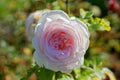 Hybrid Tea rose Schloss Ippenburg light pink bloom in garden. Bokeh Royalty Free Stock Photo