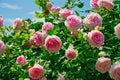 Hybrid Tea Roses In Spring Royalty Free Stock Photo