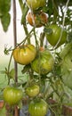 Hybrid tomato `Sarra F1` in a greenhouse on a branch Matures a new crop large ribbed fruits of a delicious vegetable vertical fram