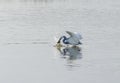 Hybrid Tricoloured Heron x Snowy Egret Catching a Fish 07 Royalty Free Stock Photo