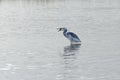 Hybrid Tricoloured Heron x Snowy Egret Catching a Fish 10 Royalty Free Stock Photo