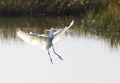 Hybrid Tricoloured Heron x Snowy Egret 01 Royalty Free Stock Photo