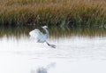 Hybrid Tricoloured Heron x Snowy Egret 05 Royalty Free Stock Photo