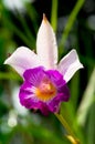 Hybrid Tropical Orchid
