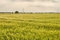 Hybrid wheat field glowing in the sunset light, with a line of trees in the distance - near Greci village, Macin mountains. Royalty Free Stock Photo