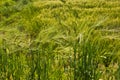 Hybrid Wheat Royalty Free Stock Photo