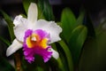 Hybrid white Cattleya orchid flower in garden