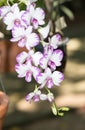 Hybrid white and pink dendrobium orchid flower Royalty Free Stock Photo