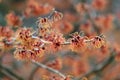 Hybrid witch hazel