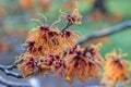 Witchhazel Hamamelis x Intermedia Jelena, bright orange-red-yellow flowers Royalty Free Stock Photo