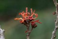 Hybrid Witchhazel Hamamelis Ã intermedia Arnhem orange red flowers Royalty Free Stock Photo