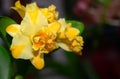 Hybrid yellow Cattleya orchid flower in garden Royalty Free Stock Photo