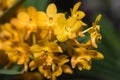 Hybrid yellow dendrobium orchid flower