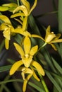 Hybrid yellow Oncidium orchid flower Royalty Free Stock Photo