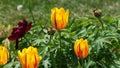 Hybrid Twinkle Tulip flowers in gardenbed with Peonies in spring breeze, 4K