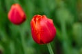 Red flower of tulip sort Annie Schilder. Royalty Free Stock Photo