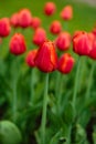 Red flower of tulip sort Annie Schilder. Royalty Free Stock Photo