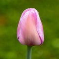 Pink flower of tulip sort Alibi.