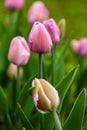 Pink flower of tulip sort Alibi.