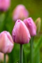 Pink flower of tulip sort Alibi.