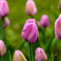 Pink flower of tulip sort Alibi.