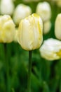 Yellow flower of tulip sort Creme Flag Royalty Free Stock Photo