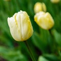 Yellow flower of tulip sort Creme Flag Royalty Free Stock Photo