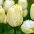 Yellow flower of tulip sort Creme Flag Royalty Free Stock Photo