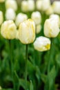 Yellow flower of tulip sort Creme Flag Royalty Free Stock Photo