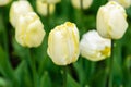 Yellow flower of tulip sort Creme Flag Royalty Free Stock Photo