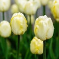 Yellow flower of tulip sort Creme Flag Royalty Free Stock Photo