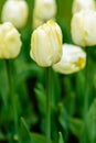 Yellow flower of tulip sort Creme Flag Royalty Free Stock Photo