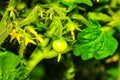 Hydroponic tomato plant with tiny green tomato Royalty Free Stock Photo