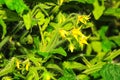 Hybdroponic tomato plant with tiny yellow flowers Royalty Free Stock Photo
