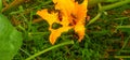 Hycleus eating yellow Hibiscus flower Royalty Free Stock Photo